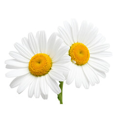 Two white daisies with bright yellow centers and green stems, showcasing delicate petals radiating symmetrically from the vibrant flower heads.