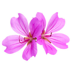 Obraz premium Two vibrant pink flowers with delicate petals and visible veins, showcasing slender stamens and pistils in the center.