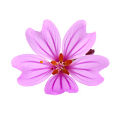 A delicate pink flower with five petals featuring dark pink veins radiating from the center.