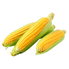 Three fresh yellow corn ears partially husked showing plump kernels.