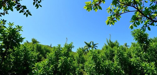 Obraz premium Vibrant green landscape showcasing lush foliage and clear blue sky, sunlight, fresh