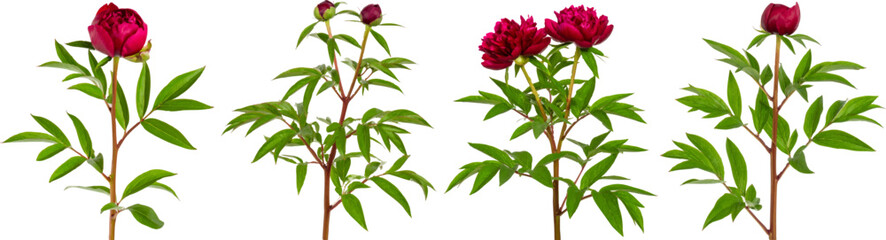 Beautiful red tulip flowers with green leaves on a white background, perfect for a spring or summer floral design