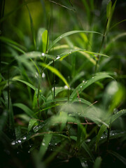 Fresh green grass with rain water dew drop nature background.