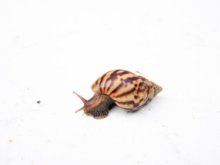 Africa Land Snail on white background.