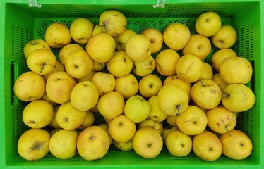 Top view of yellow ripe apples stacked in a green plastic crate. The texture and grain of the fruit...
