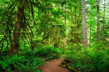 Lush green forest path surrounded by dense vegetation. Rosewall Creek Waterfalls, Vancouver Island.