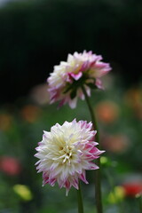 色鮮やかな大輪