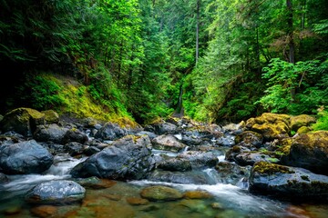 Scenic view of Rosewall Creek Waterfalls surrounded by lush greenery. Vancouver Island, Canada.