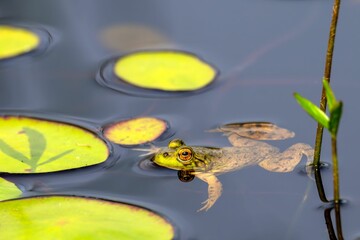Frog resting on a calm pond. Hamilton Marsh, Qualicum Beach, Vancouver Island, Canada.
