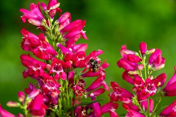 Close-up of pink penstemon flowers with a bee collecting nectar, set against a green background.