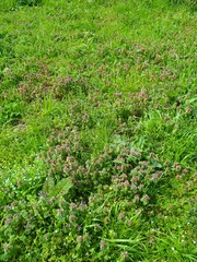 ヒメオドリコソウ咲く春の野原風景