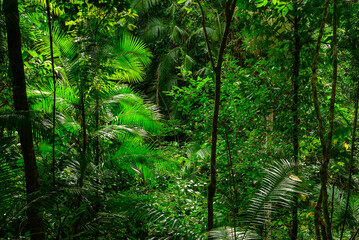A solitary journey along a misty rainforest road near Cairns—where towering trees, damp earth,...