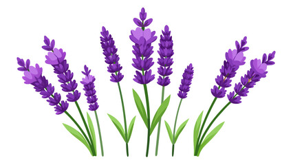 Naklejka premium Vector art of a collection of vibrant purple lavender flowers isolated on a white background