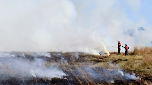 Two workers use fire swatters to control and manage planned firebreak on farm