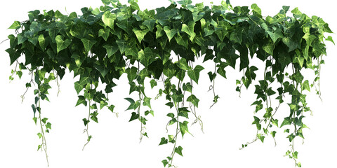 Lush green ivy cascading down against a stark black background backdrop