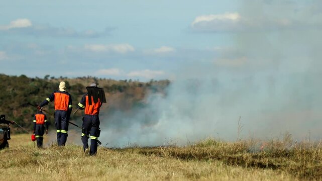 Teamwork to control planned firebreak burn using fire beaters on game reserve