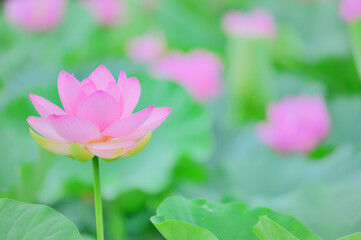 夏の朝に咲くピンクの蓮
