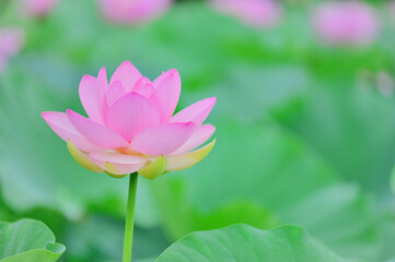夏の朝に咲くピンクの蓮