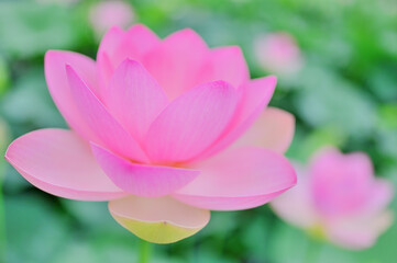 夏の朝に咲くピンクの蓮