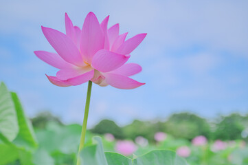 夏の朝に咲くピンクの蓮