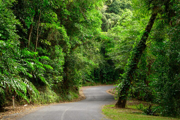 A solitary journey along a misty rainforest road near Cairns—where towering trees, damp earth,...