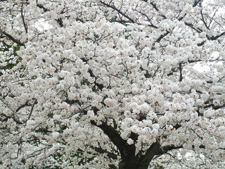 春の朝の満開の桜風景