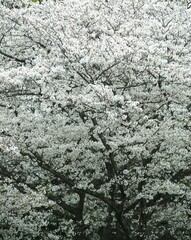 春の朝の満開の桜風景