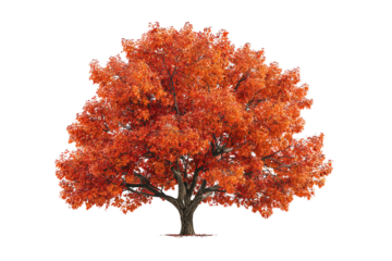 Orange leaf tree on transparent background
