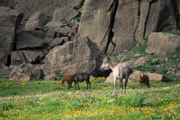 Wild horses grazing in remote mountain valley at sunset