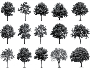 Set of black and white trees, isolated on transparent background