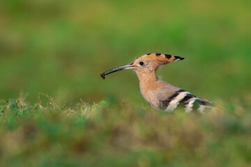 Eurasian Hoopoe (Upupa epops) with Prey in Beak