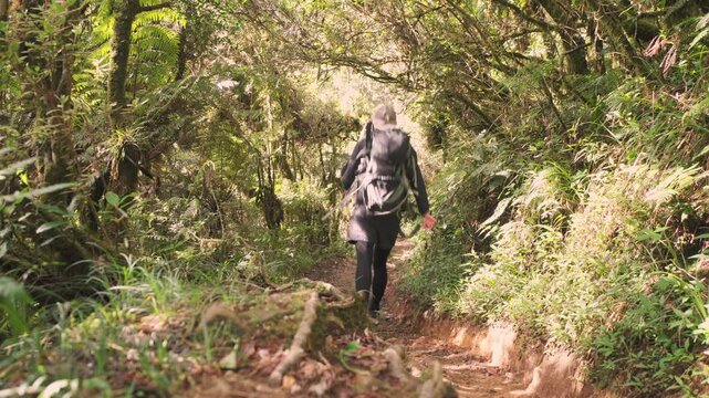 hiker in rainforest near mount pulag, Philippines 