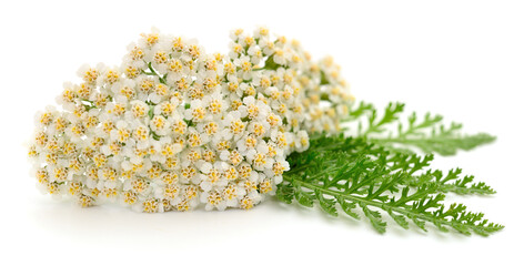 Yarrow plant isolated.