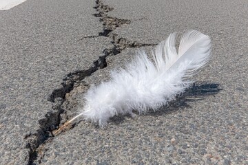 A Feather's Journey Along a Cracked Pathway