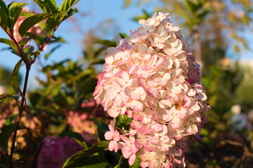Pink Hydrangea
