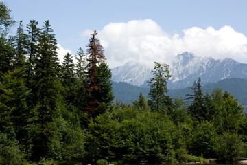 Lush green forest meets a tranquil lake, with majestic, cloudy mountains in the background under a bright sky. A tall, reddish-brown tree stands out among the pines.