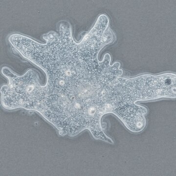 Detailed microscopic image of a transparent amoeba with extended pseudopodia on a gray background, illustrating unicellular anatomy, movement and biological structure.
