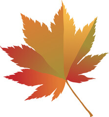 Hand-drawn autumn colored maple fall leaf isolated on white background. Flat style vector illustration.