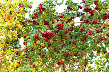 Red berries of viburnum