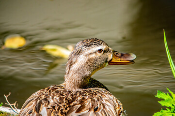 Portrait einer Ente am Wasser