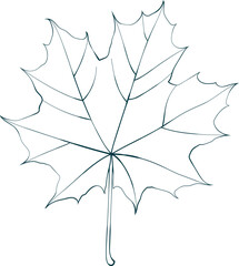 Hand-drawn maple leaf sketch picture isolated on white background. Line style vector illustration.