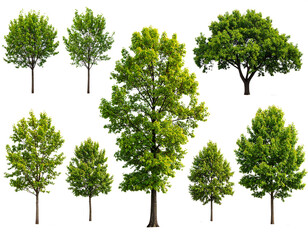 Set of colorful trees, isolated on transparent background