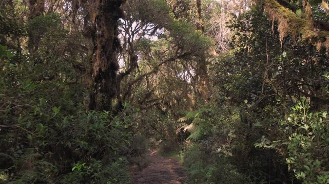 rainforest near mount pulag, Philippines 