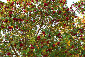 Red hawthorn berries on a tree