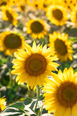 Sunflowers Blooming Under Bright Summer Sun