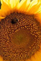 Closeup of Bumblebee on Bright Sunflower Head