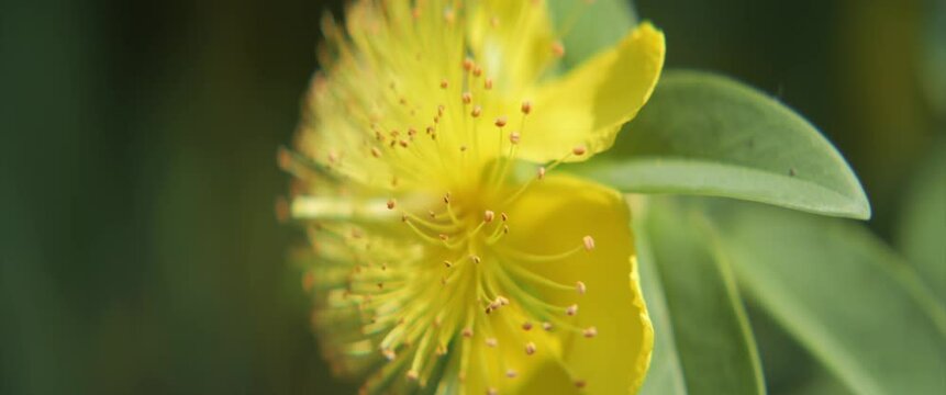 Macro details Rose of sharon plant flower 4K scope footage.