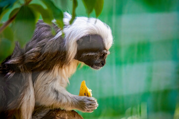 Ein Baumwollkopf- Tamarin Sitzt im Baum und isst eine Banane