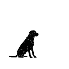Naklejka premium Black Labrador Retriever Puppy and Dog Portrait on White Background