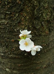 古木の幹から咲く桜の花